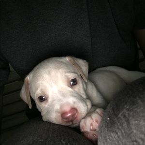 Meet your Posher, Jimmy